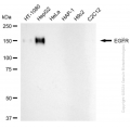 KD-Validated EGFR Rabbit mAb (20 μl)