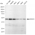 KD-Validated HDAC3 Rabbit mAb (20 μl)