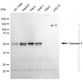 KD-Validated CASP8 Rabbit mAb (20 μl)