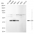 KD-Validated CTH Rabbit mAb (20 μl)