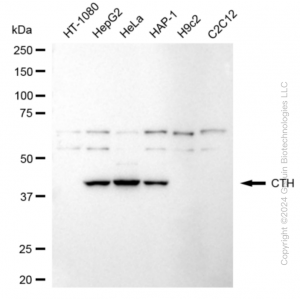 KD-Validated CTH Rabbit mAb (20 μl)