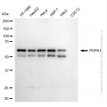 KD-Validated PDPK1 Rabbit mAb (20 μl)