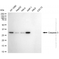 KD-Validated CASP3 Rabbit mAb (20 μl)
