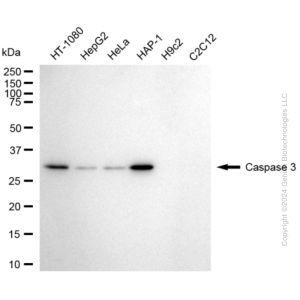 KD-Validated CASP3 Rabbit mAb (20 μl)