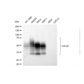 KD-Validated BSG (Ok Blood Group) Mouse mAb (20 μl)