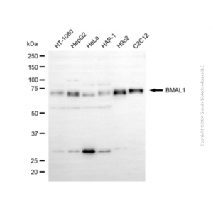 KD-Validated BMAL1 Mouse mAb (20 μl)