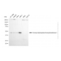 KD-Validated FDFT1 Mouse mAb (20 μl)