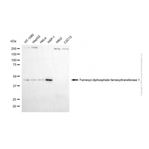 KD-Validated FDFT1 Mouse mAb (20 μl)