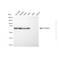 KD-Validated EIF2AK2 Mouse mAb (20 μl)