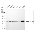 KD-Validated CHCHD3 Mouse mAb (20 μl)