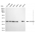 KD-Validated CHCHD3 Mouse mAb (20 μl)