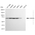 KD-Validated HADHA Mouse mAb (20 μl)
