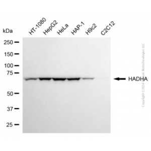 KD-Validated HADHA Mouse mAb (20 μl)