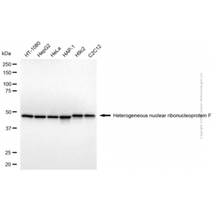 KD-Validated HNRNPF Mouse mAb (20 μl)