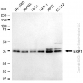 KD-Validated MAPK3 Mouse mAb (20 μl)