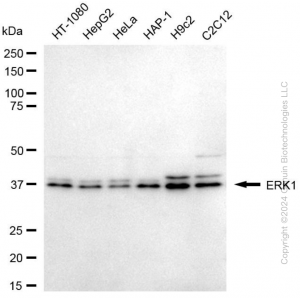 KD-Validated MAPK3 Mouse mAb (20 μl)