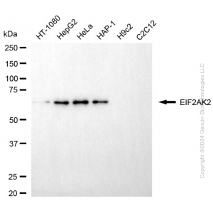 KD-Validated EIF2AK2 Mouse mAb (20 μl)