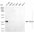 KD-Validated RAB27A Mouse mAb (20 μl)