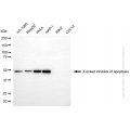 KD-Validated XIAP Mouse mAb (20 μl)