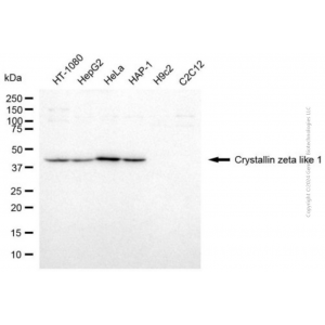 KD-Validated CRYZL1 Mouse mAb (20 μl)