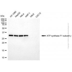 KD-Validated ATP5C1 Mouse mAb (20 μl)
