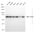 KD-Validated FARSB Mouse mAb (20 μl)