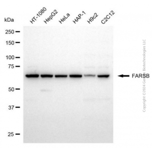KD-Validated FARSB Mouse mAb (20 μl)