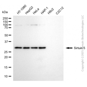 KD-Validated SIRT5 Mouse mAb (20 μl)