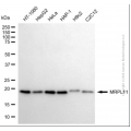 KD-Validated MRPL11 Mouse mAb (20 μl)
