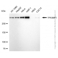 KD-Validated TP53BP1 Mouse mAb (20 μl)