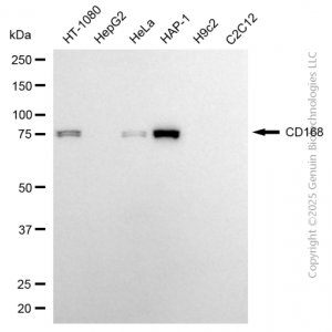 KD-Validated HMMR Rabbit mAb (20 μl)