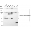 KD-Validated IFNGR1 Rabbit mAb (20 μl)