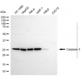 KD-Validated CASP3 Rabbit pAb (20 μl)