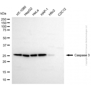 KD-Validated CASP3 Rabbit pAb (20 μl)