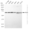 KD-Validated RELA Rabbit pAb (20 μl)
