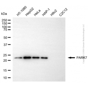 KD-Validated PARK7 Rabbit pAb (20 μl)