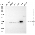 KD-Validated PARK7 Rabbit pAb (20 μl)