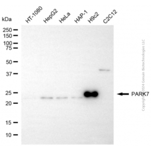 KD-Validated PARK7 Rabbit pAb (20 μl)