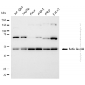 KD-Validated ACTL6A Rabbit pAb (20 μl)