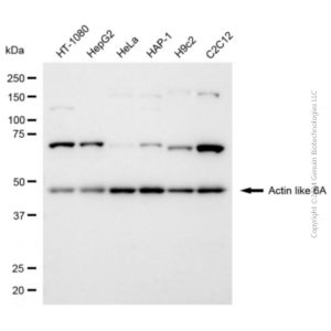 KD-Validated ACTL6A Rabbit pAb (20 μl)