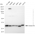 KD-Validated ANXA5 Rabbit pAb (20 μl)