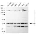 KD-Validated MAPK14 Rabbit pAb (20 μl)