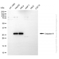 KD-Validated Cleaved-CASP8 Rabbit pAb (20 μl)