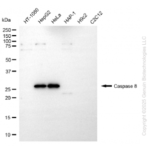 KD-Validated Cleaved-CASP8 Rabbit pAb (20 μl)