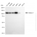 KD-Validated ADD1 Mouse Oligoclonal Antibody (20 μl)
