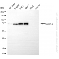 KD-Validated TXLNA Mouse Oligoclonal Antibody (20 μl)