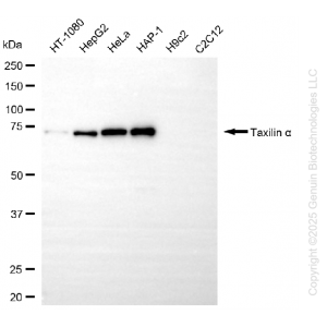 KD-Validated TXLNA Mouse Oligoclonal Antibody (20 μl)
