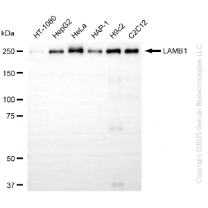 KD-Validated LAMB1 Rabbit mAb (20 μl)