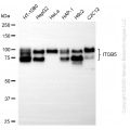 KD-Validated ITGB5 Rabbit mAb (20 μl)