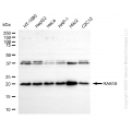 KD-Validated RAB10 Rabbit mAb (20 μl)